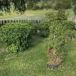 Villa Frisvoll I Mountain